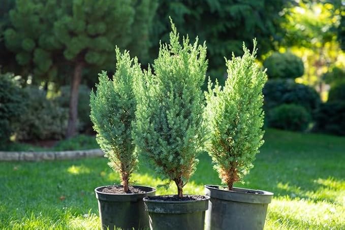 Premium Juniper Potting Soil Mix - Perfect Balance of Nutrients, Drainage, and Aeration for Healthy Juniper Trees - 3 Quart