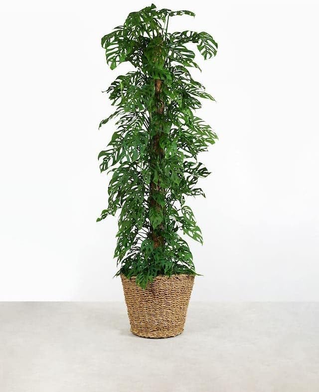 Monstera Adansonii Specialized Soil Mix - Improve Aeration, Drainage & Nutrient Retention - 1 Quart