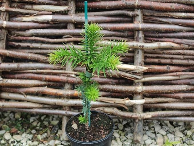 Premium Araucaria Potting Soil Mix - Perfect Balance of Nutrients, Drainage, and Aeration for Healthy Araucaria Trees - 20 Quart
