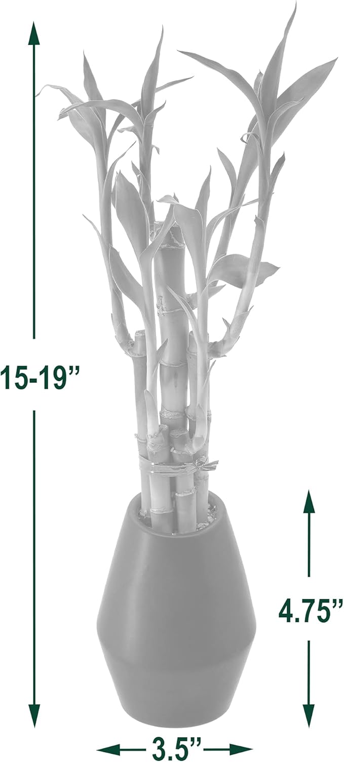 Arcadia Garden Products 5-Stem Lucky Bamboo, Live Indoor Plant in Dimension II Ceramic Planter for Home, Work, or Gift, White. ***Cannot Ship to Hawaii***