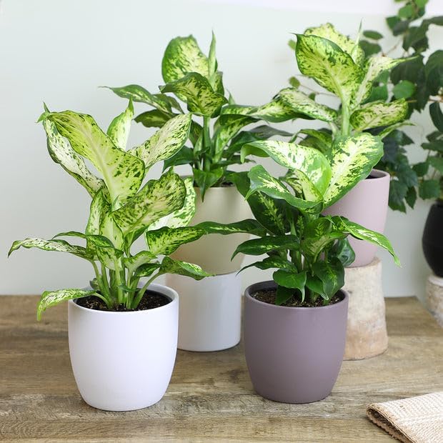 Premium Dumb Cane Potting Soil Mix - Ideal Blend for Growing Robust and Healthy Dumb Cane Plants - 2 Quart