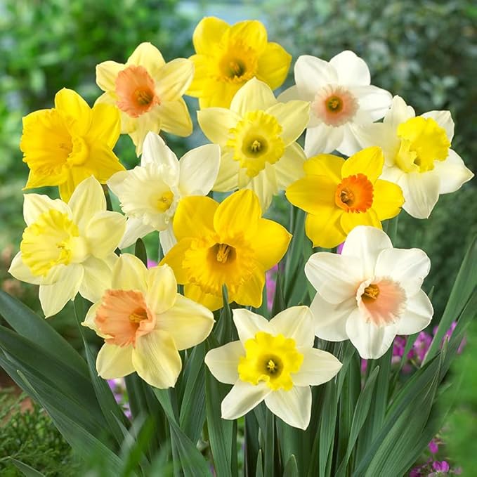 100 Narcissus Daffodil Mix Flower Bulb Box with Easy Carry Handle - White & Yellow Colors - Weeks of Easy to Grow Flowers - Plant in Gardens, Containers & Flowerbeds - Planting Instructions Included