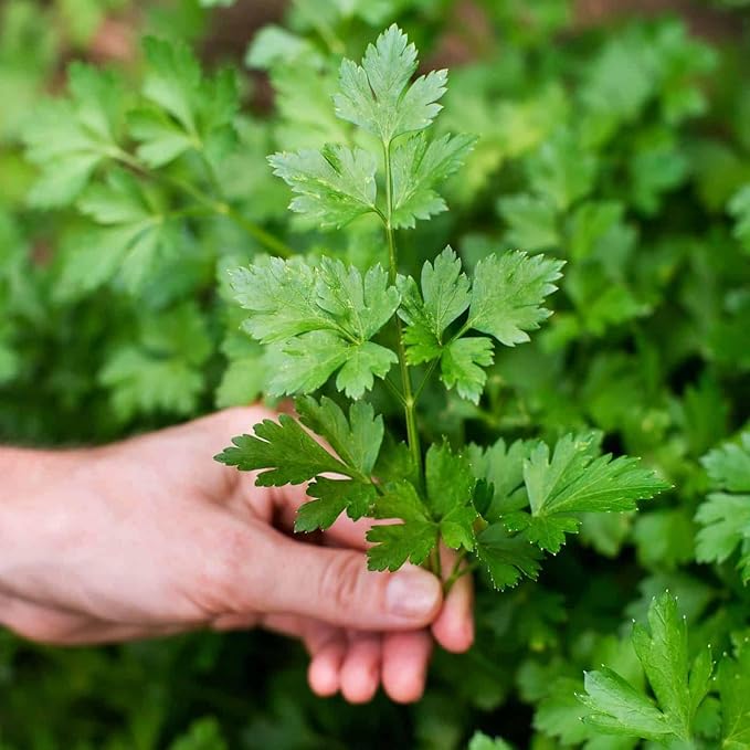 Parsley Plant Potting Soil - Enhance Flavor and Health with Professional Grade Nutrient-Rich Mix - 3 Quart