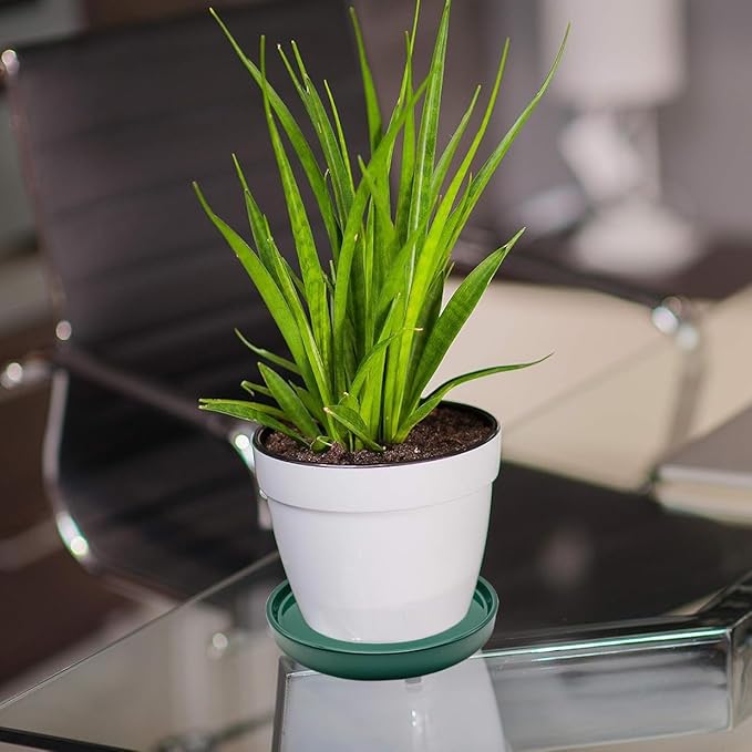 4 Pack Ceramic Plant Saucer Pot Tray 4 Inch, Planter Saucers 4 5 6 7 8 9 10 11 12 13 Inch for Indoors Outdoor, Durable Sturdy Flower Drainage drip Water Tray for Glazed Pots Base (4.7 Inch-Green)