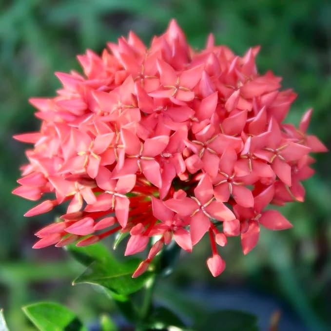 Ixora Plant Potting Mix - Unlock Robust Growth and Stunning Flowers with Our High-Performance Formula - 20 Quart