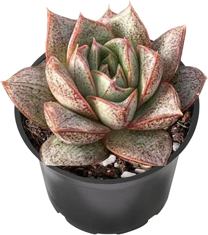 2" Live Succulent 'Echeveria Purpusorum', Succulent Plants Fully Rooted in Pots, Unique House Plant for DIY, Party Favor, Home Office Decoration