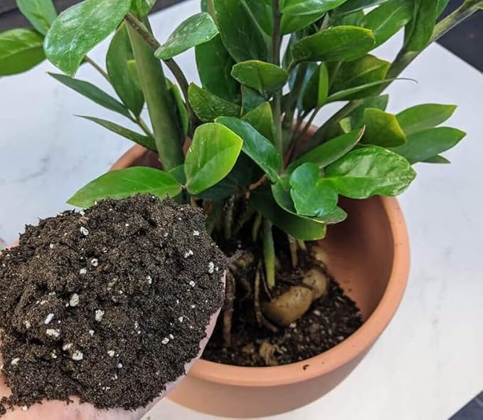 Zamioculcas Potting Mix - Promote Strong Roots and Captivating Foliage with Our Premium Blend - 4 QUART