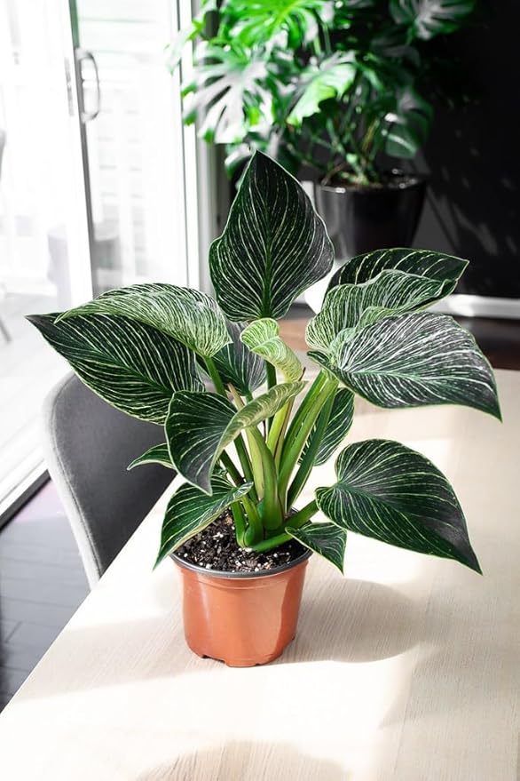 Premium Philodendron Soil - Perfect Blend for Thriving Philodendron Plants - 1 Quart