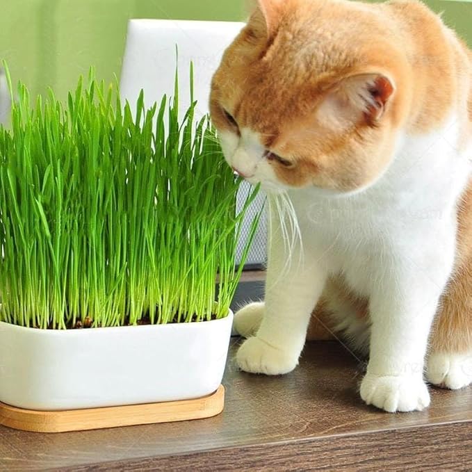 Cat Grass Potting Mix - Nurture Your Cat's Well-Being with This Specially Formulated Blend - 3 QUARTS