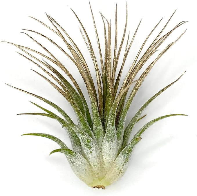 Ionantha Guatemala Tillandsia Air Plant, Guatemala Tillandsia Live Airplant, Healthy Arrival Guaranteed, Great Indoor Plant, Home Decor & Gift (Gold)