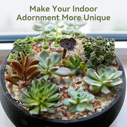 10 lbs Pebbles for Indoor Plants, Succulent Rocks, 3/8" Polished Pebbles for Bamboo, Vase, Terrarium, Natural Decorative Small River Rocks for Crafts, Cactus, Outdoor Garden Landscaping