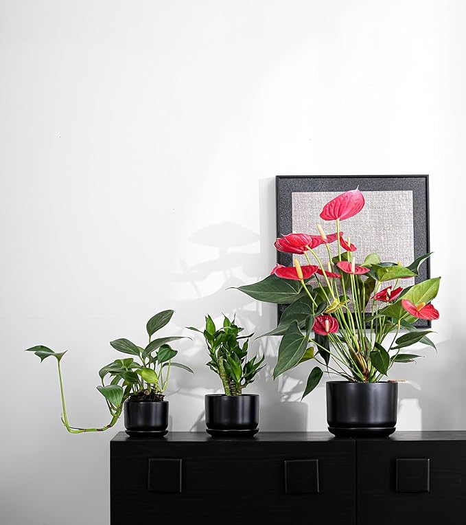 Ton Sin Plant Pots, 4.1+5.1+6.5 inch, Set of 3, Ceramic Planters with Drainage Hole and Saucer, Indoor Flower Pot with Hole Mesh Pad, Gifts for Mom(Matte Black)