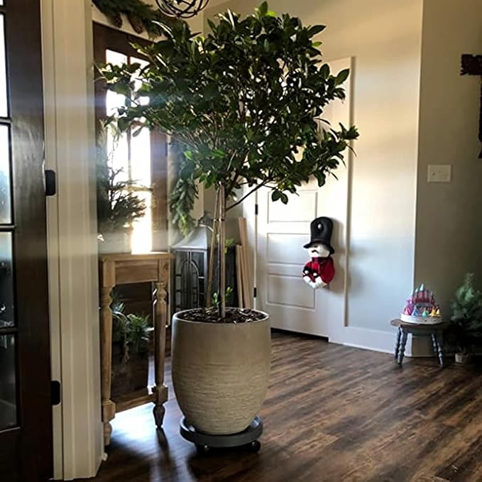 WanderingDonkey 14 Inch Potted Flower Mover Dolly with Casters Round Coaster for Indoor Outdoor, Heavy Duty Plant Caddie with Wheels,Rolling Plant Stand Pot Trolley,Wheeled Planter Saucer Tray 2 Pack