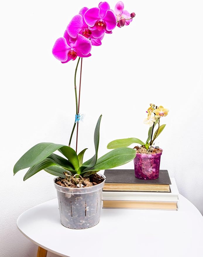 rePotme Orchid Potting Mix - Phalaenopsis Monterey Dark Imperial Orchid Potting Mix - (Mini Bag) - Hand Blended in The USA
