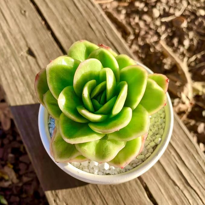 FWPP Succulents Plants Live,Echeveria ice Rose Variegated 3.5 inches Green Mini Indoor Plants,Bare Root Without Pot Soil,Live Plants for Gift Party Wedding Garden Baby Shower DIY Decor