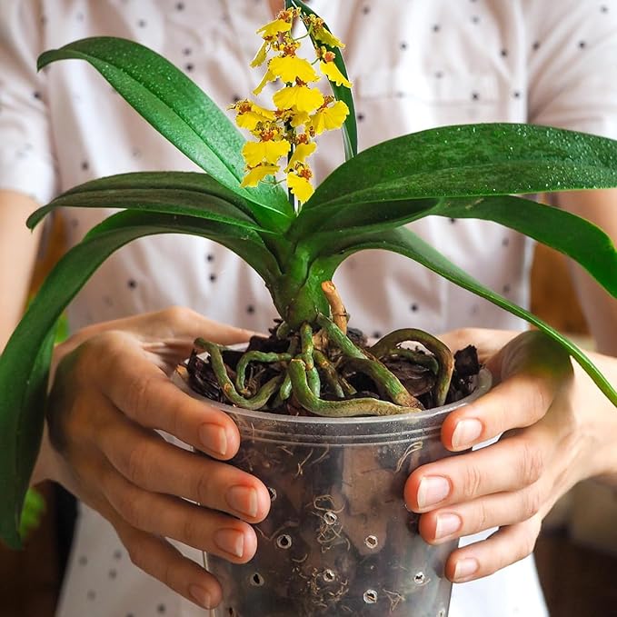 Potting Mix for Indoor Plants (Orchid Bark, 2.0, Quart)