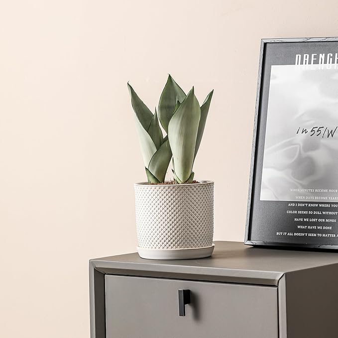 5.8 Inch Plant Pots: Ceramic Planter with Drainage Hole & Saucer - Flowerpot for Indoor & Outdoor Plants - Beaded Embossed Design White - with Separate Tray