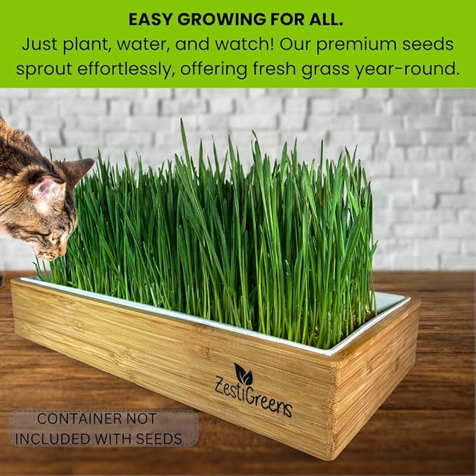 ZESTIGREENS Organic Cat Grass Seeds - Non-GMO Blend of Wheat, Oats, Rye & Barley for Indoor Cats | Seeds Come in Food Grade Container with Lid for Easier Scooping & Keeping Fresher (0.5 lb)