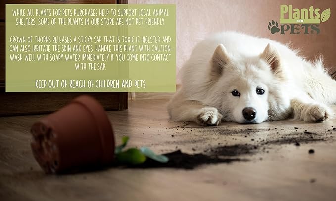 Euphorbia Crown of Thorns Plant Decor, Perennial Plants Ready to Plant, Cactus Plants Live Houseplants, Outdoor Plants Live House Plants Live Plants Indoor Plants Live Houseplants by Plants for Pets