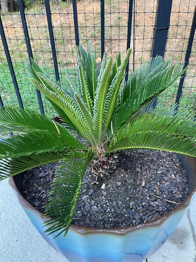 SOGO Palm Potting Mix - Promote Strong Roots and Captivating Elegance with Our Premium Blend - 4 Quart