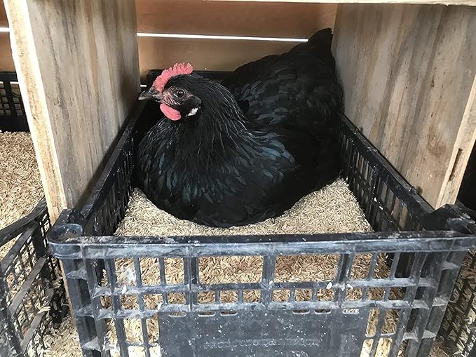 Premium Rice Hulls - Sustainable Gardening Essential for Improved Water Retention and Nutrient Absorption - 3 QUARTS