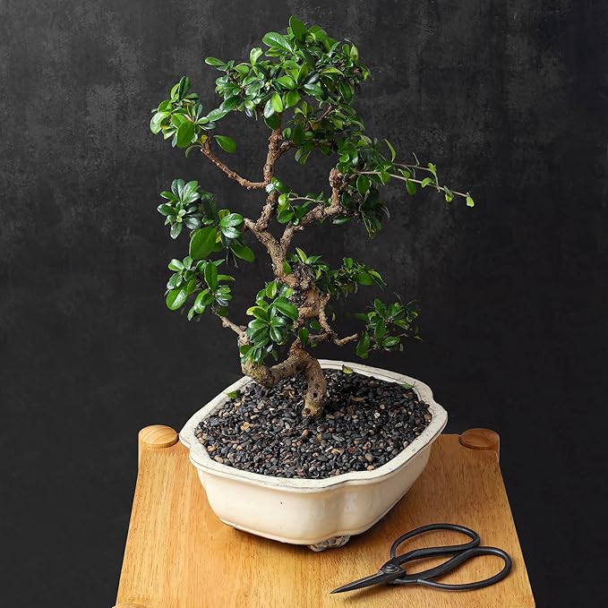 Professional Bonsai Butterfly Scissors | Pruning Shears for Trimming Plants | Japanese Gardening, Bonsai Tools | Garden Scissors