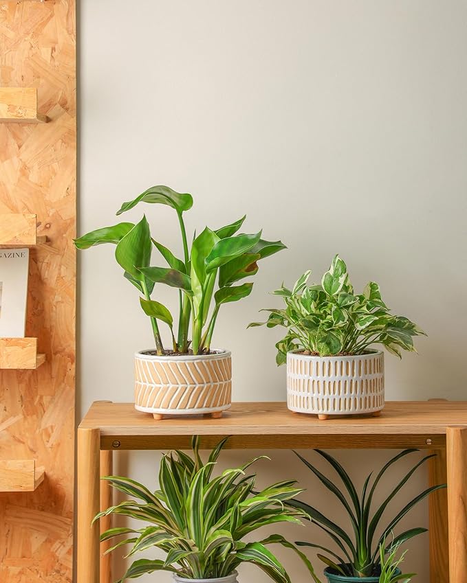 Succulent Pots, 6 Inch Pot for Indoor Plants, Footed Pots for Plants with Drainage, Succulents or Small Plant Indoor Plant Pots, Set of 2