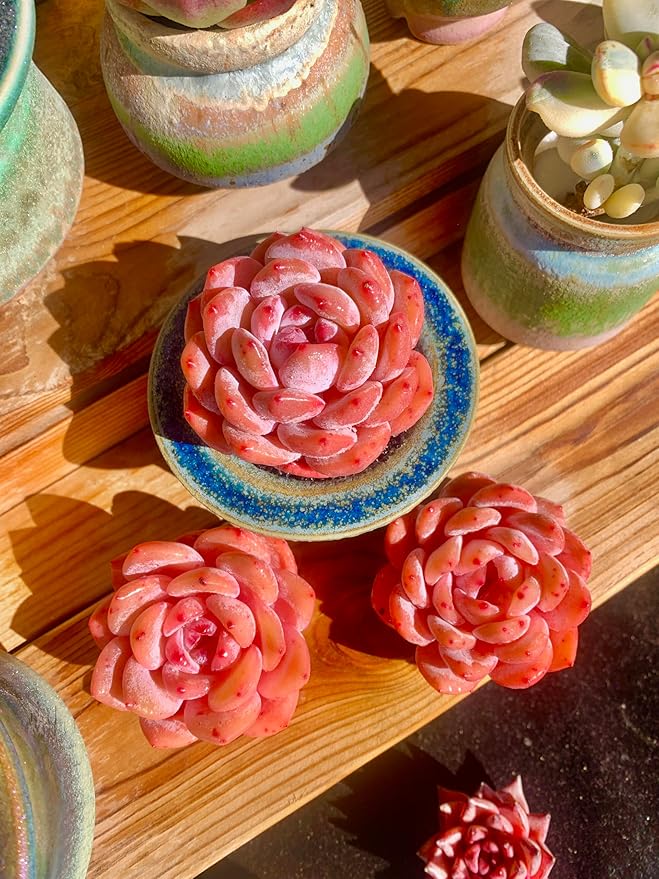 FWPP Live Succulents Plants Echeveria Snow Angel 2.5 inches,Rare red Succulents Bare Root Without Pot Soil, Live Plants Indoor Office Decoration Wedding and Gift