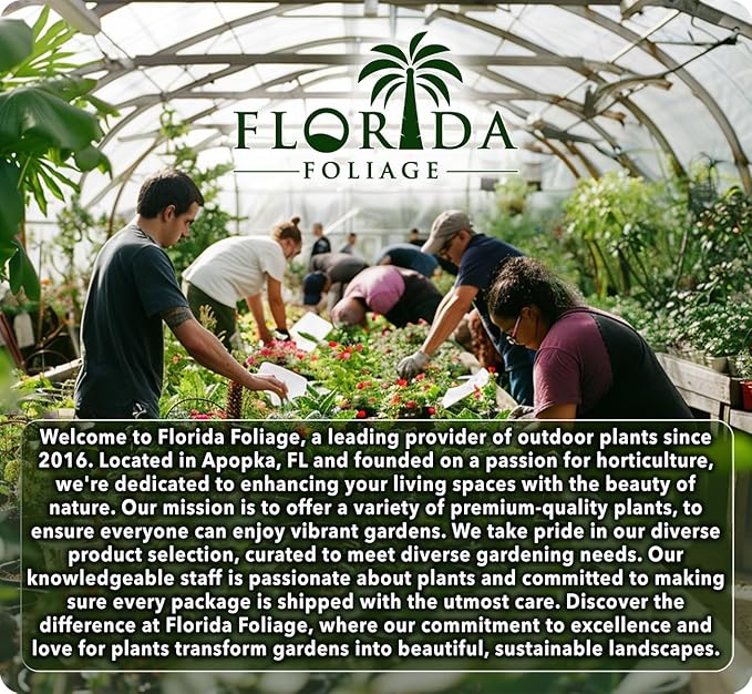 Salvia Black & Blue Plants | 3 Live Seedlings | Salvia guaranitica | Hummingbird Magnet Perennial | Deep Blue Flowering Border Plant