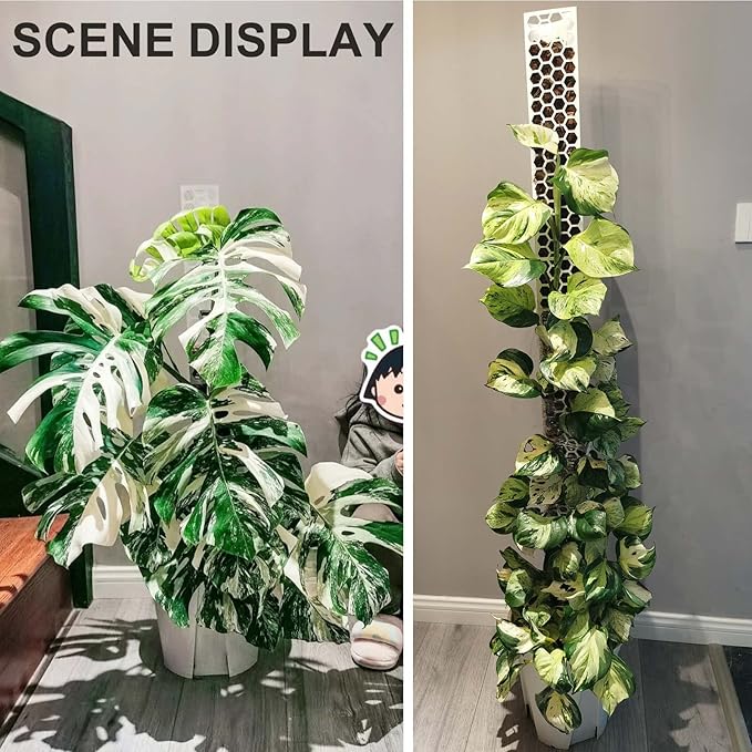 Plastic Moss Pole 4 Pcs Plant Stakes Extending to 62 Inch for Training Indoor Climbing Plants Such as Monstera to Grow Upwards-Use Plant Support Poles Work with Sphagnum Moss or Other soils