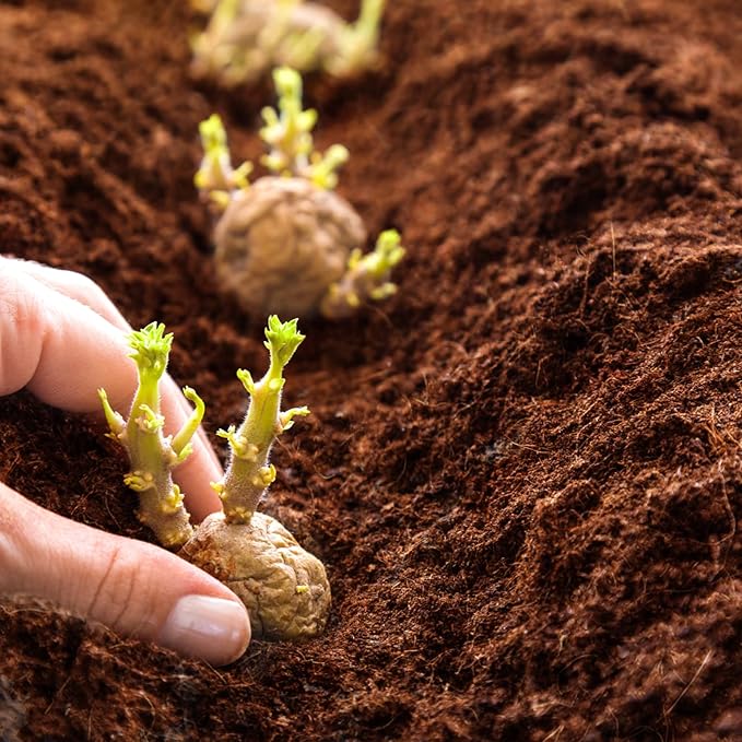 ZeeDix Organic Coco Coir Pellets Potting Soil, 200pcs 30mm Compressed Coconut Fiber Seed Starter Soil Pellets, Coco Peat Soil Discs for Indoor Outdoor Plants, Herbs, Houseplants, Flowers, Vegetables