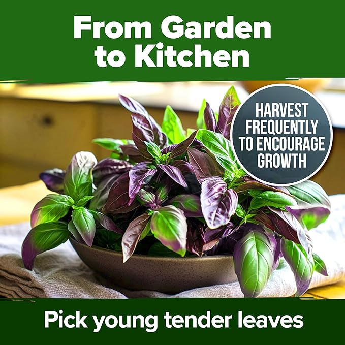 HOME GROWN Thai Basil Seeds Pack - 438 High Germination π‘π’π‘-ππ π’ π¨π¦π Heirloom Herb Seeds for Planting,Ideal for Growing Fresh Basil Planting Indoor or Outdoor(Ocimum basilicum var.thyrsiflora)