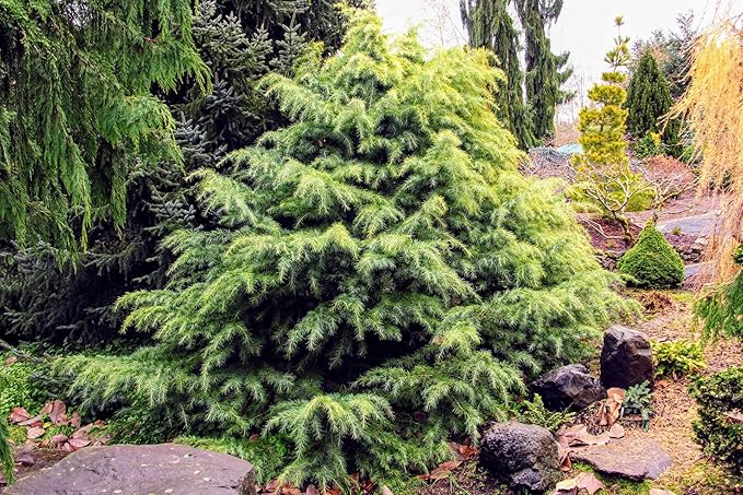 Premium Himalayan Cedar Potting Soil Mix - Perfect Balance of Nutrients, Drainage, and Aeration for Healthy Cedar Trees - 3 Quart