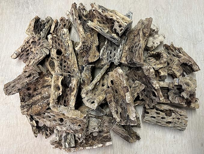 Natural Cholla Wood Chunk Air Plant Display Holders Individually Unique Decorative Stands Holder (Cholla Chunk)