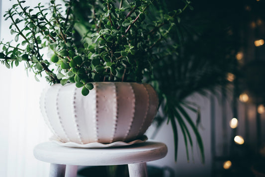 How to Choose the Perfect Planter for Every Space