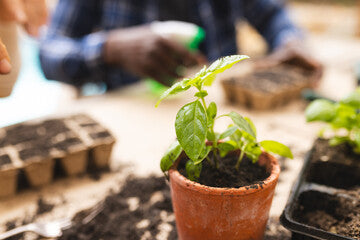 Outdoor Plants