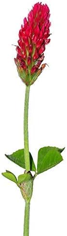 Crimson Clover Seeds (Coated) - 25 Lb Bulk - Garden Cover Crop, Non-GMO, Open Pollinated, Perennial, Heirloom - Coated for Easy Planting