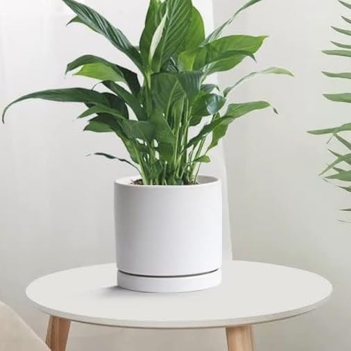 Plant Saucer Pot Tray Planter Saucers 4 Pack 4 5 6 7 8 9 10 11 12 13 Inch for Indoors Outdoor, Durable Sturdy Ceramic Flower Drainage drip Water Tray for Glazed Pots Base (4.7 Inch-White)