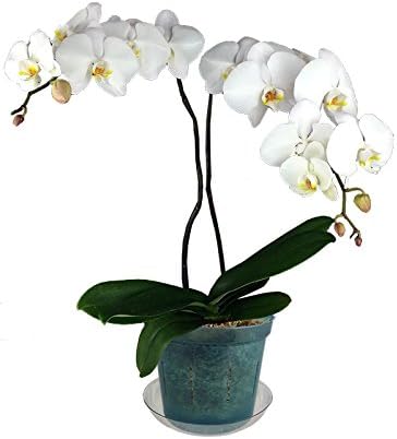 rePotme 3 inch Orchid Pot 3 Pack - Slotted Orchid Pots with Holes for Repotting (Blue Sapphire)