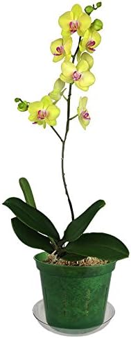 rePotme 3 inch Orchid Pot 3 Pack - Slotted Orchid Pots with Holes for Repotting (Green Emerald)