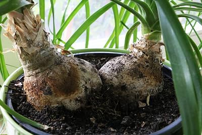 Nolina Plant Potting Soil - Enhance Form and Health with Professional Grade Nutrient-Rich Mix - 3 Quart