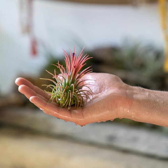 Shop Succulents Ionantha Tillandsia Air Plants, Assorted Mini Live Indoor Plants for Home Decor & Gifts, Low Maintenance, Natural Air Purifier, Hanging Plants, Favors, Terrarium Plants, Pack of 30
