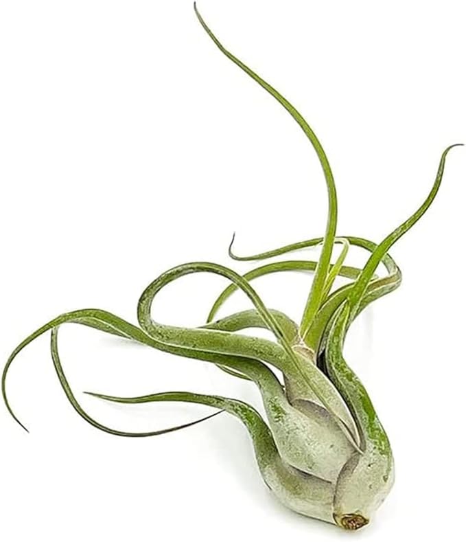 Air Plants - Flowering Tillandsia Caput Medusae, Large 5-7" - 3ct - Live Arrival Guaranteed - House Plants for Home Decor & Gift