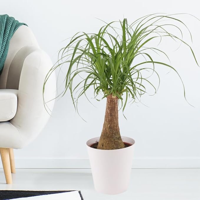 Nolina Plant Potting Soil - All-Natural Blend for Thriving Nolina Plants - Boosts Root Health and Distinctive Form - 10 Quart