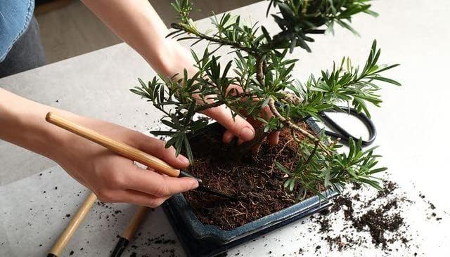 Pro Bonsai Soil Premium Potting Mix Ingredients for Thriving Bonsai Growth and Resilience - 5 Quart