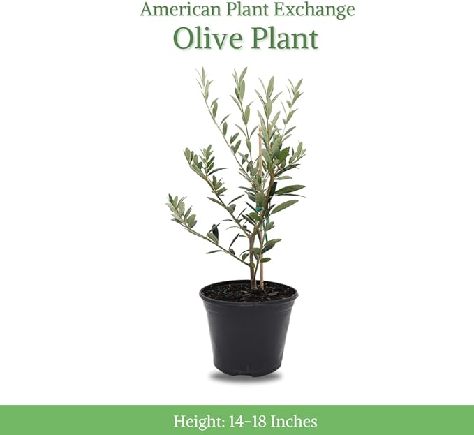 American Plant Exchange Live Arbequina Olive Tree, Fruit Bearing, Plant Pot for Home and Garden Decor, 5-Inch Pot, 1.5 Ft Tall