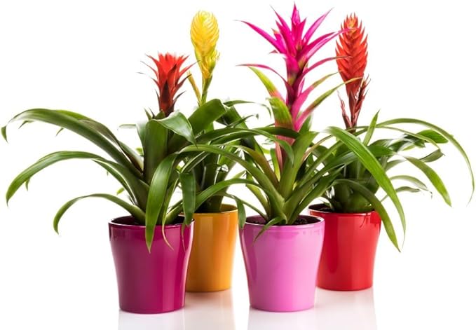 Premium Bromeliad Potting Mix - Nourish Your Bromeliads for Vibrant Growth and Stunning Colors - 1 Quart