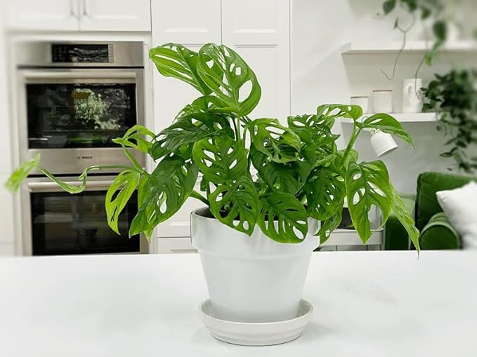Premium Swiss Cheese Plant Potting Mix - Monstera Deliciosa Blend for Optimal Nutrients and Drainage for Healthy Growth - 3 Quart