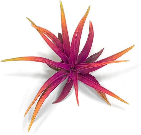 Colored Capitata Air Plant, Tillandsia, Airplant, Air Purification, House Plant, Home Decor & Gift, Live Plant (Rainbow #3)
