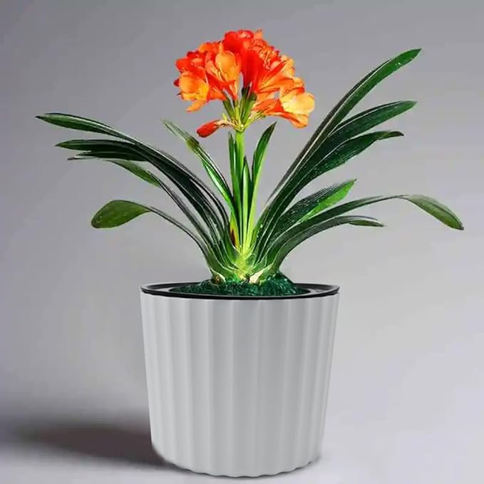 MUZHI Orchid Pot with Slotted Mesh and Holes, Plastic Round Self Watering Planter for Indoor Plants,Flowers,Herbs 3sets and 2sizes, White 7 inch